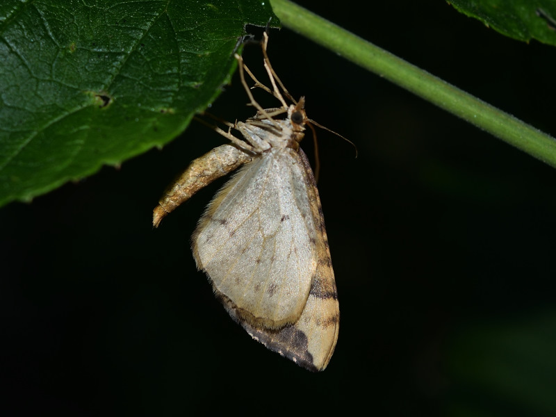 Eulithis populata, Geometridae
